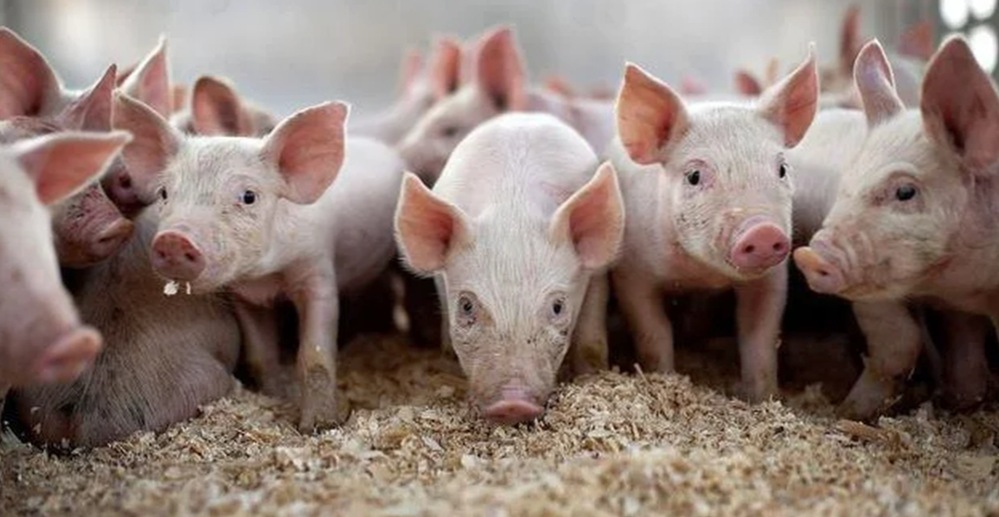 Какой комбикорм для свиней лучше всего использовать?